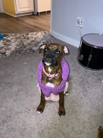 Boxer – 22 week old female (Bella)