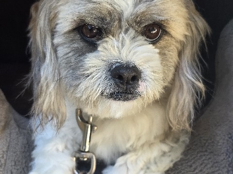 Shih Tzu – Matcha – Phelan