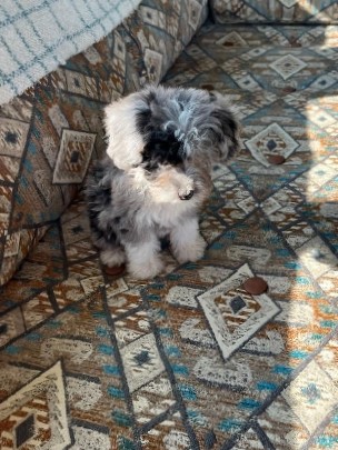 Aussiepoo