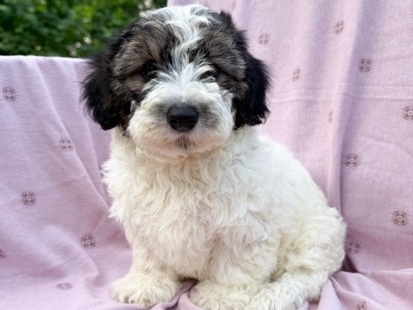yorkipoo – Euclid