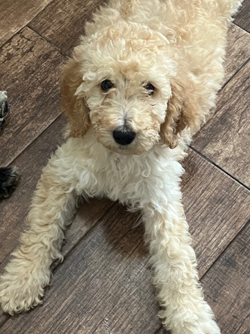 Poodle – cream girl standard poodle