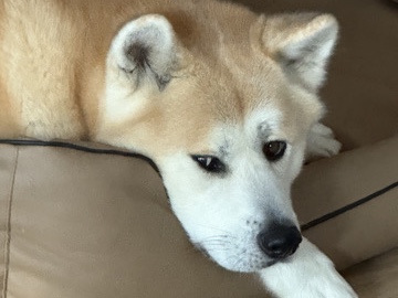 Akita – Akita Inu – Hennef (Sieg)