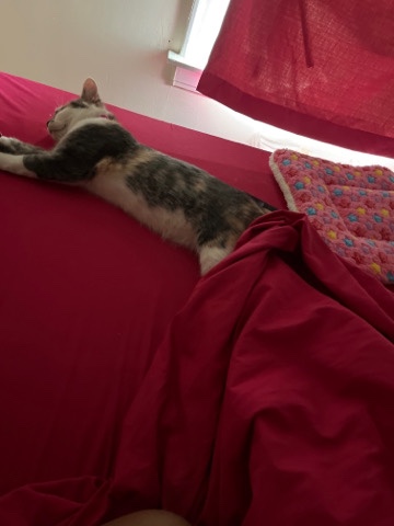 cat