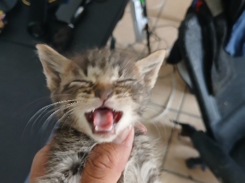 Seven week old kitten , for adoption with first set of vaccinations – El Paso