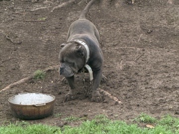 American Pit Bull Terrier – full breaded bully – DeSoto