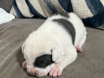 American Pit Bull Terrier – snoopy – Gardena