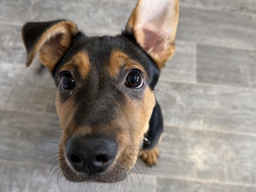 German Shepherd – German shepherd cross old Tyme English bulldog – Lutterworth