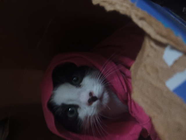 cat