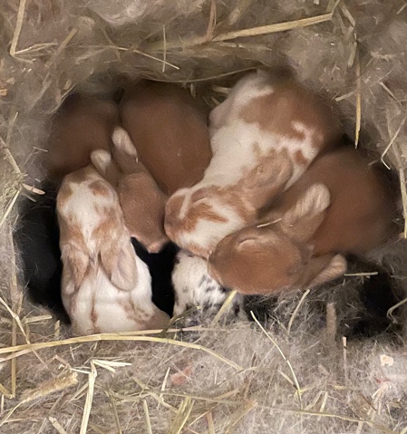 Holland Lop – Holland Lop Kits