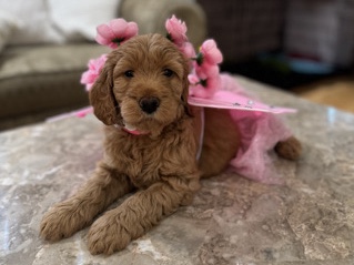 Golden Retriever – Golden doodle puppy