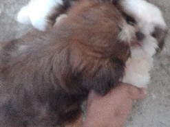 Shih Tzu - filhotinhos de Shihtzus available for adoption in Itanhaém