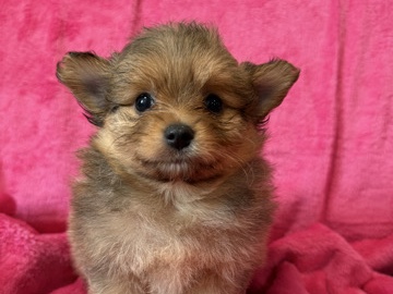 Pomeranian – Pomeranian puppies – Rockaway