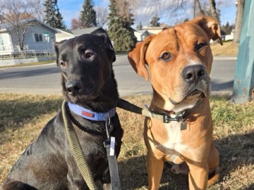 Labrador Retriever - puppies for sale available for adoption in Airdrie