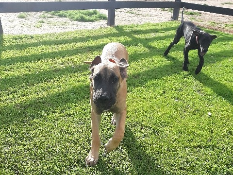 Great Dane – Great Danes