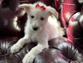 Poodle – no name mix – Las Vegas