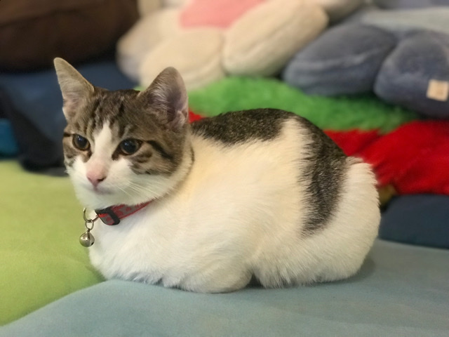 Cat looking for new home