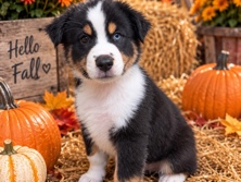 Miniature Australian Shepherd – Minature Australian Shepard Puppy – Celina