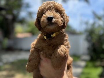 Goldendoodle – Mini GoldenDoodle – North Miami Beach