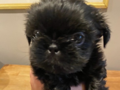 Beautiful Liver and Blue Shih tzu Pups 