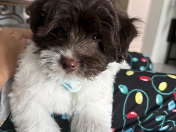 Havanese – Havanese white ivory – Hialeah