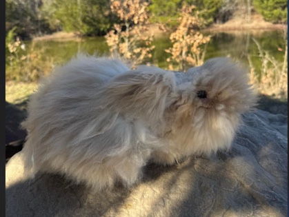 American Fuzzy Lop – teddy wilder bunny – Willis