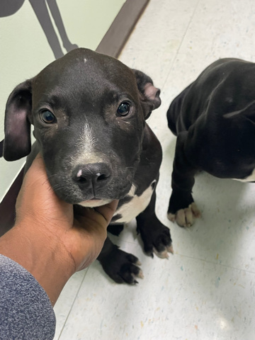 American Pit Bull Terrier – pit bull puppy