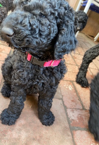 Poodle – standard poodle puppies