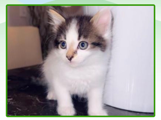 American Shorthair – cute kittens