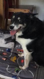 Border Collie – border collie