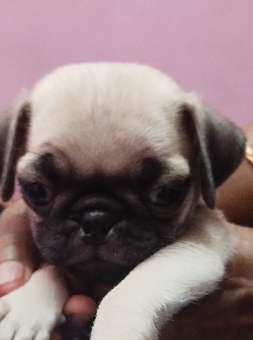 Pug – Pug puppies