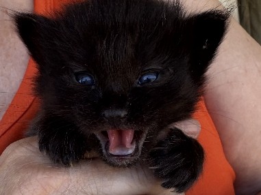 cute stray black kitten – Yuba City