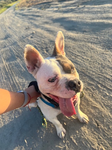 American Bulldog – Frenchie and Bully mix