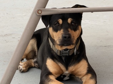 Rottweiler – Rottweiler Mix – 10 Months – Rehoming – Biloxi