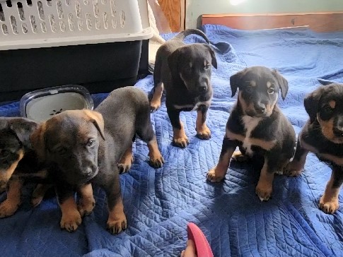 4 boys Mixed breed, available now