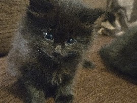 British Semi-longhair - 4 Fluffy Black Kittens available for adoption in Southampton
