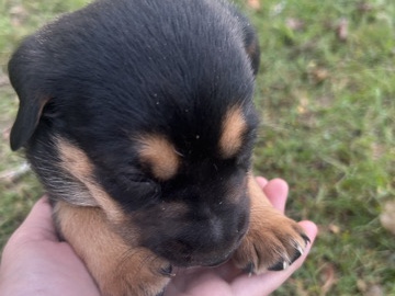 German Shepherd – german mix basset
