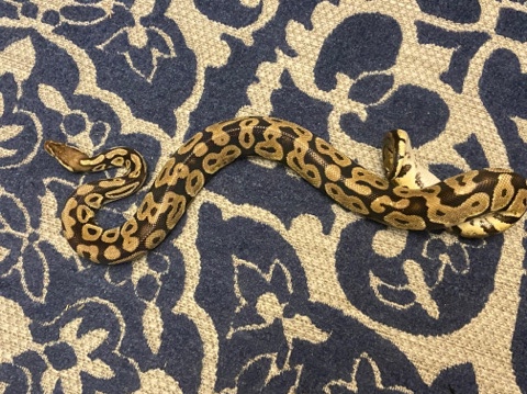 Any – Pastel Ball Python