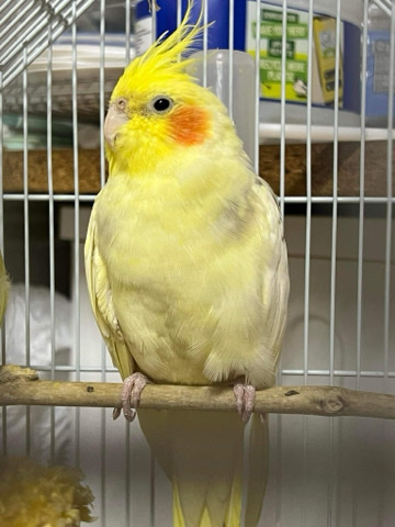Cocktiel bird 