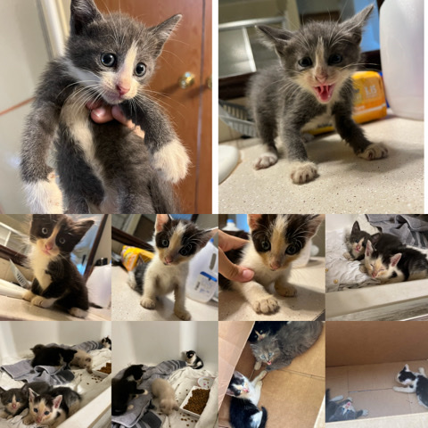 Kittens