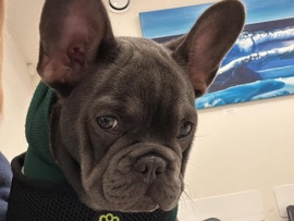 French Bulldog – französische Bulldogge – Wien