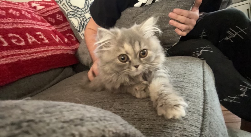 Persian (Modern) – Persian doll face kitten