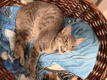 Russian White, Black and Tabby – Russian White, Black and Tabby Cats – 2 Years Old – Sisters