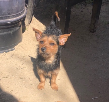 Pomeranian – Re homing my dog he needs a loving home😞