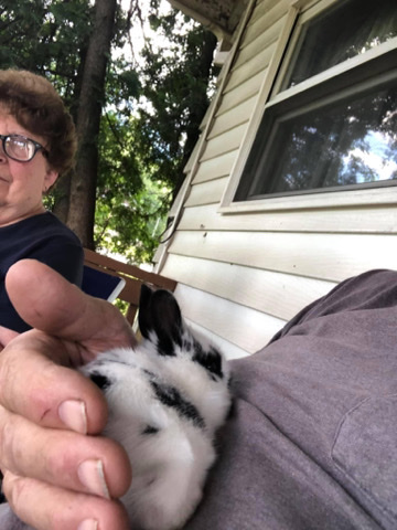 Dutch – bunnies for sale
