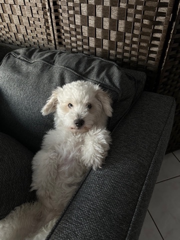 Bichon Frise