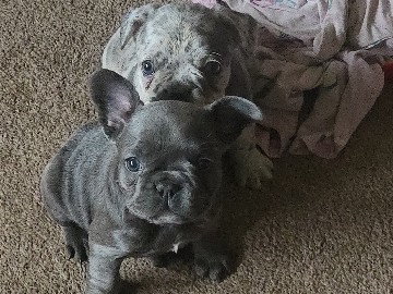 French Bulldog – French bulldog exotic colors – Fresno