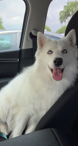Siberian Husky – siberian husky