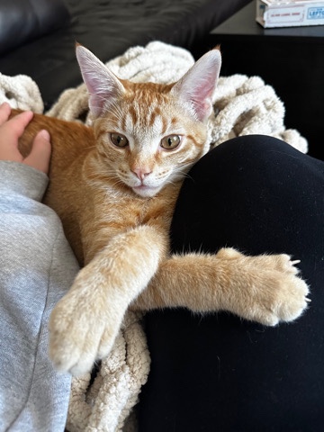 American Shorthair – Orange Kitty