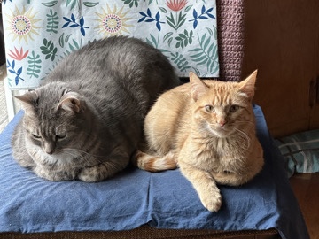 Rose and Mia and Pumpkin – Zimmerman