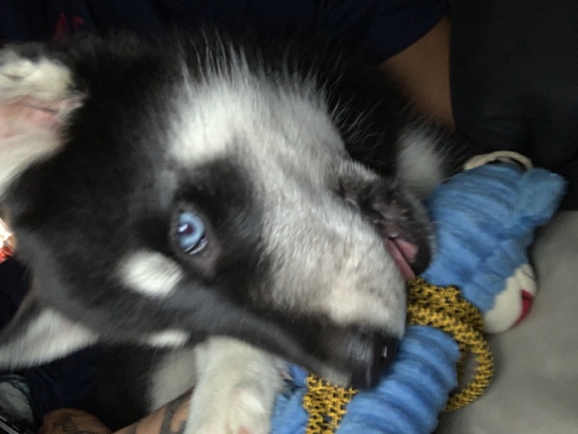 Siberian Husky – oreo